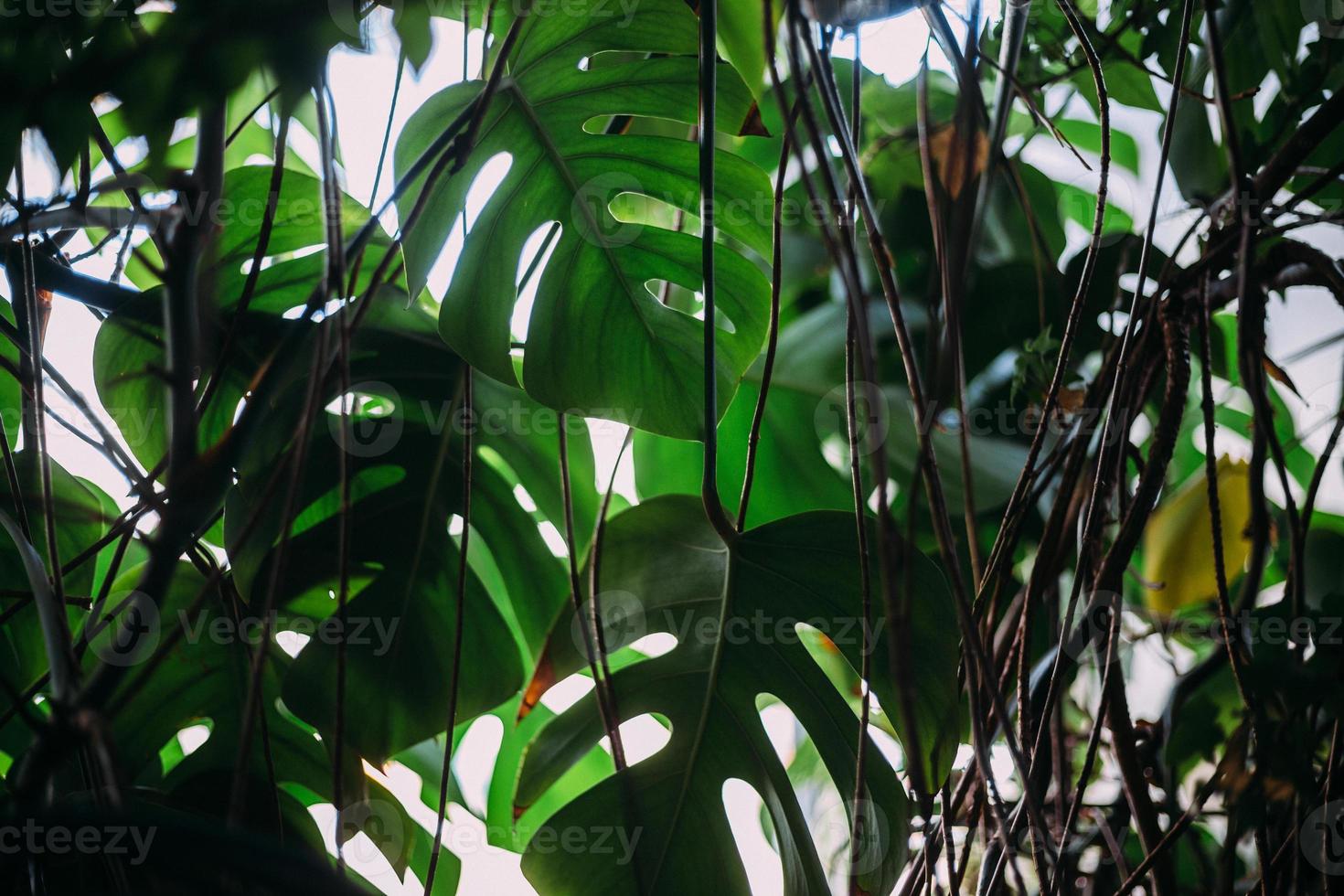 foglie verdi monstera o monstera deliciosa, motivi di sfondo o foresta tropicale frondosa verde. foto