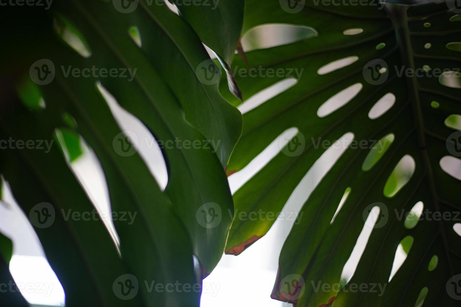 foglie verdi monstera o monstera deliciosa, motivi di sfondo o foresta tropicale frondosa verde. foto