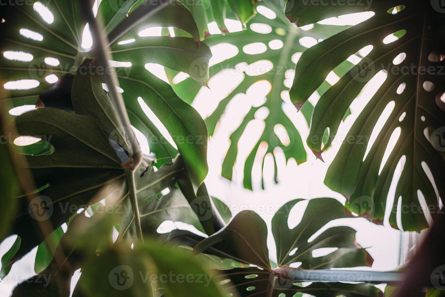 foglie verdi monstera o monstera deliciosa, motivi di sfondo o foresta tropicale frondosa verde. foto