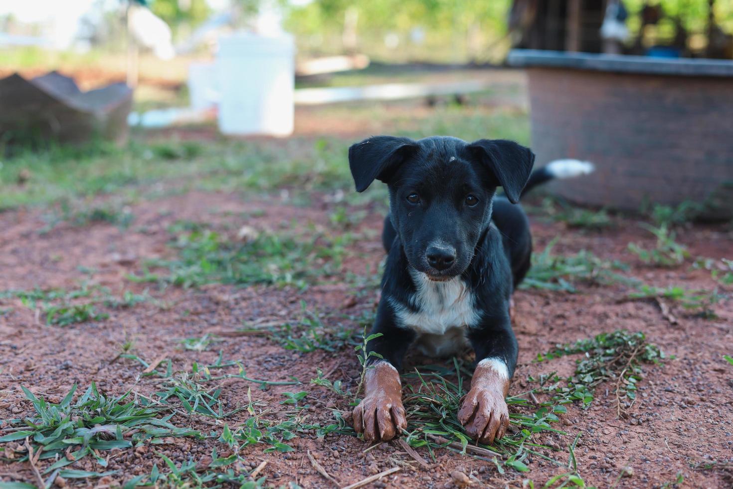 il buon cane nero guardava il padrone con sospetto. foto