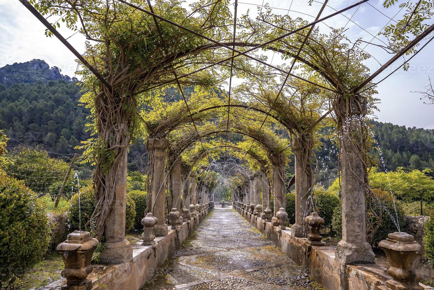 vista del pergolato coperto di rampicanti in mezzo agli alberi nel parco storico durante l'estate foto