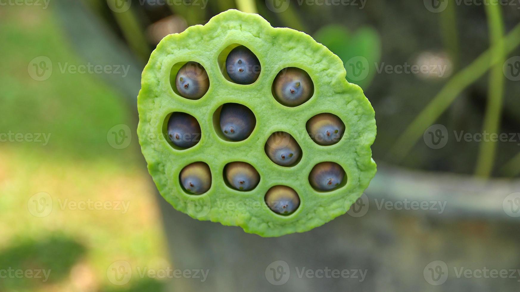 fiore di loto naturale fiorisce in un bellissimo giardino foto