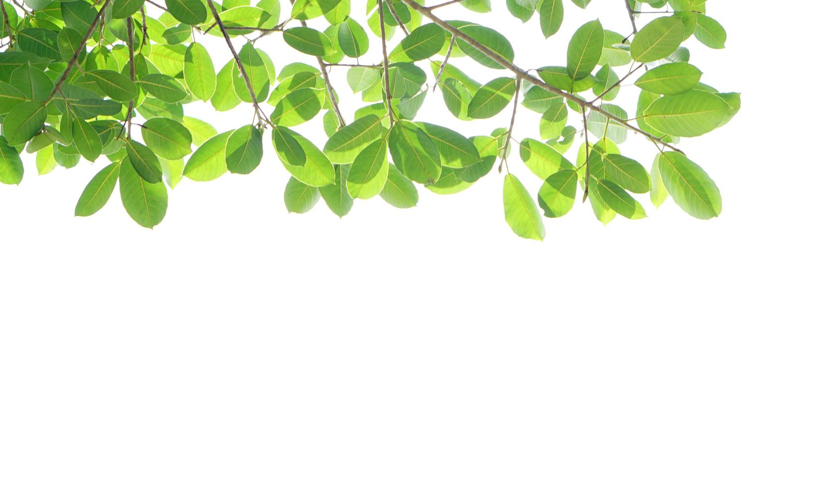 giornata mondiale dell'ambiente foglie verdi su sfondo bianco foto
