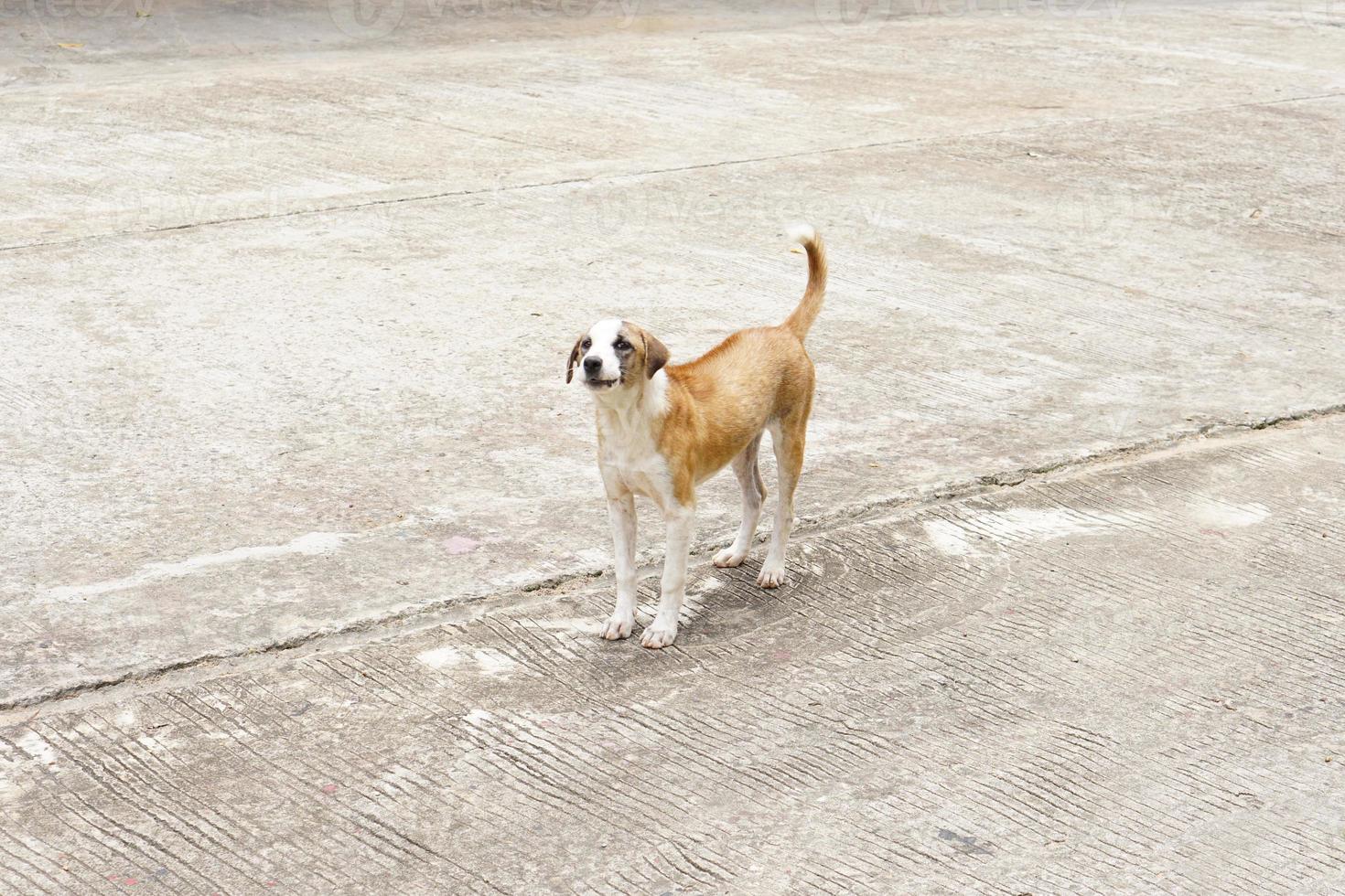 il cane è marrone e bianco su un pavimento di cemento. foto