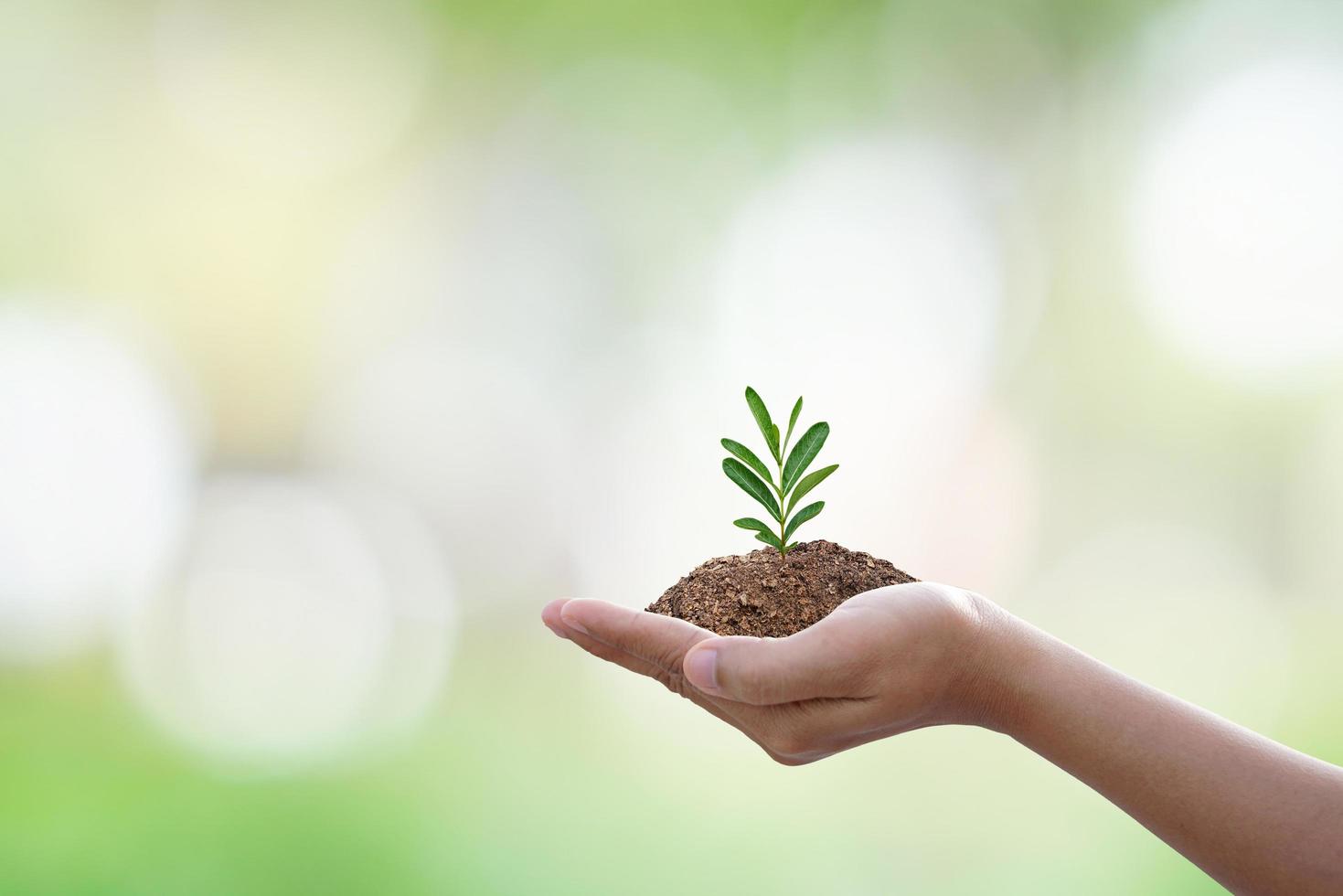 giornata mondiale dell'ambiente. bambini che tengono piccoli alberi con la luce del sole su sfondo verde della natura. foto