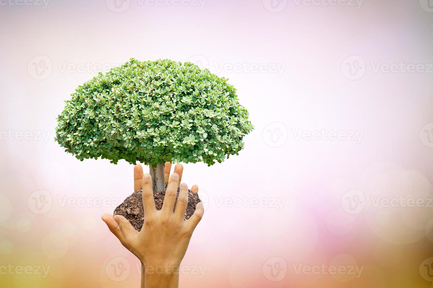 amiamo il mondo delle idee. piccolo albero natura sfocatura sfondo. Giornata mondiale dell'ambiente. foto