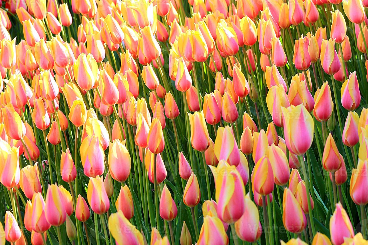 tulipano foto