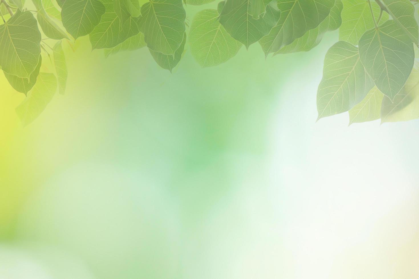 sfocatura cerchio bokeh foglia verde sullo sfondo. foglie gialle sfocate raggi bagliore di luce sullo sfondo della natura. foto