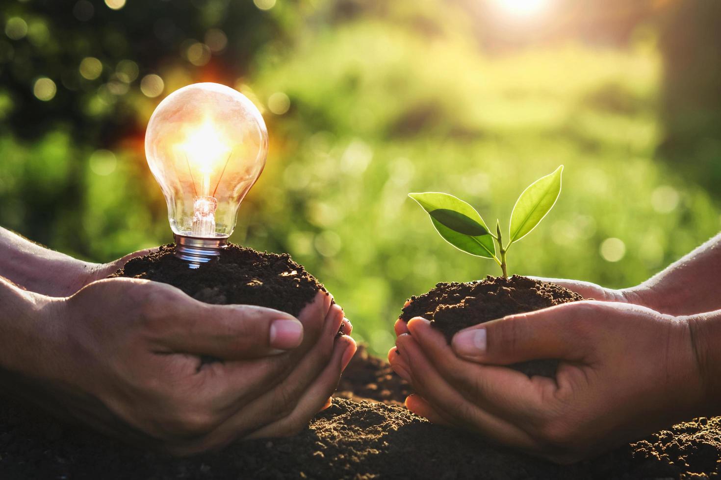 mano che tiene giovane pianta e lampadina. concetto di risparmio energetico. giornata ecologica della terra foto