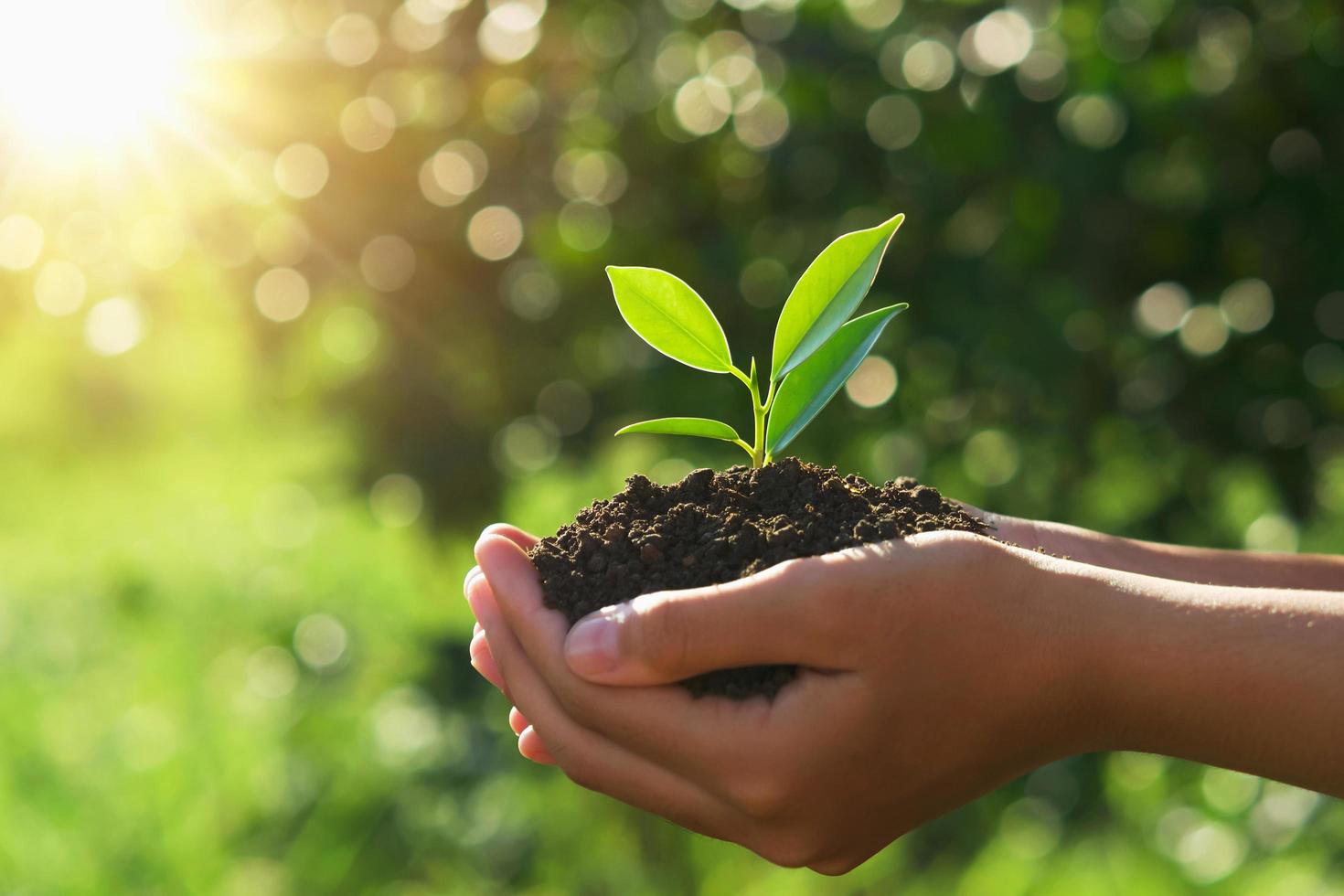 concetto di giornata ecologica della terra. mano che tiene giovane pianta al sole e sullo sfondo verde della natura foto