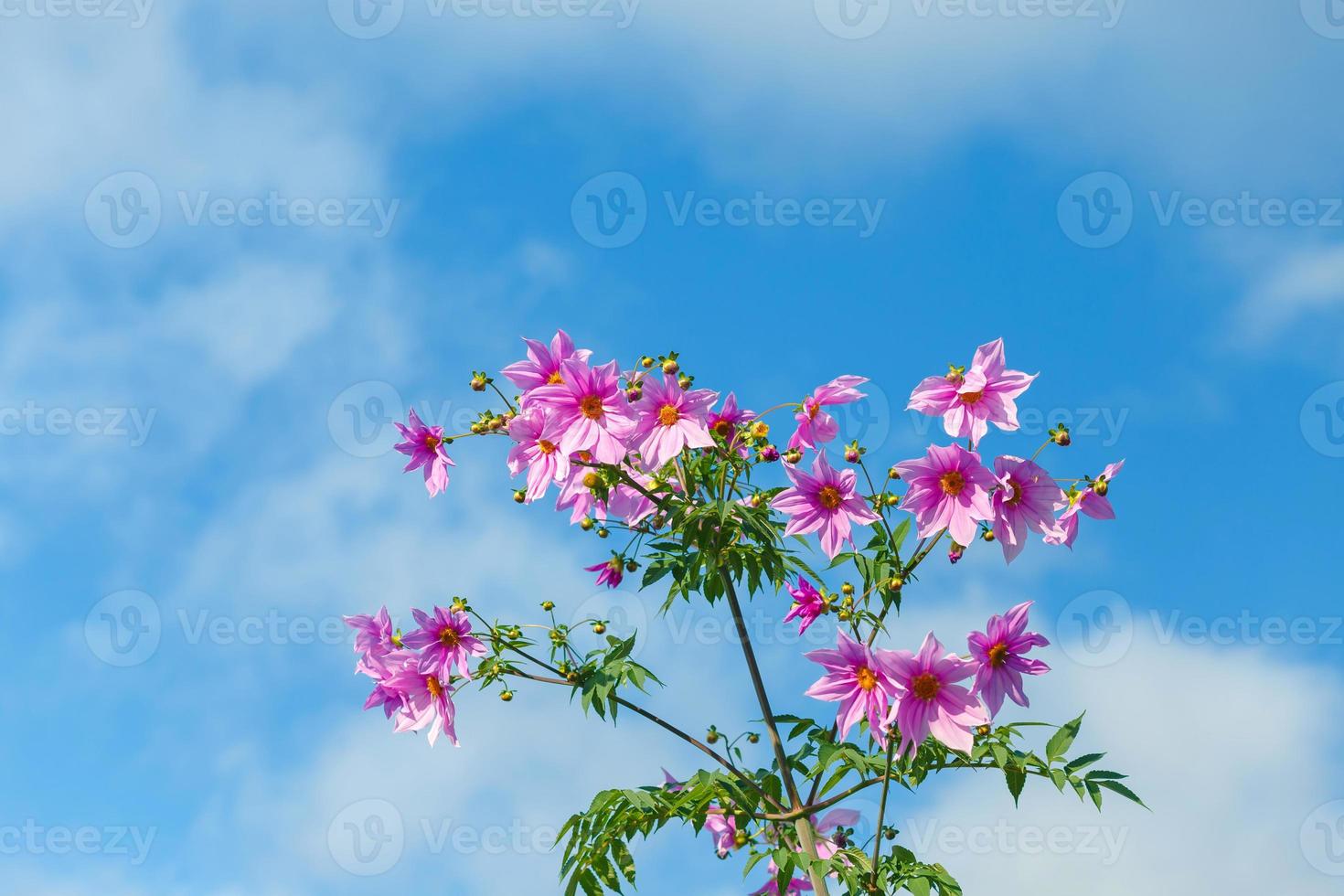 bellissimi fiori rosa, colore fresco con nuvole e sfondo azzurro del cielo. foto