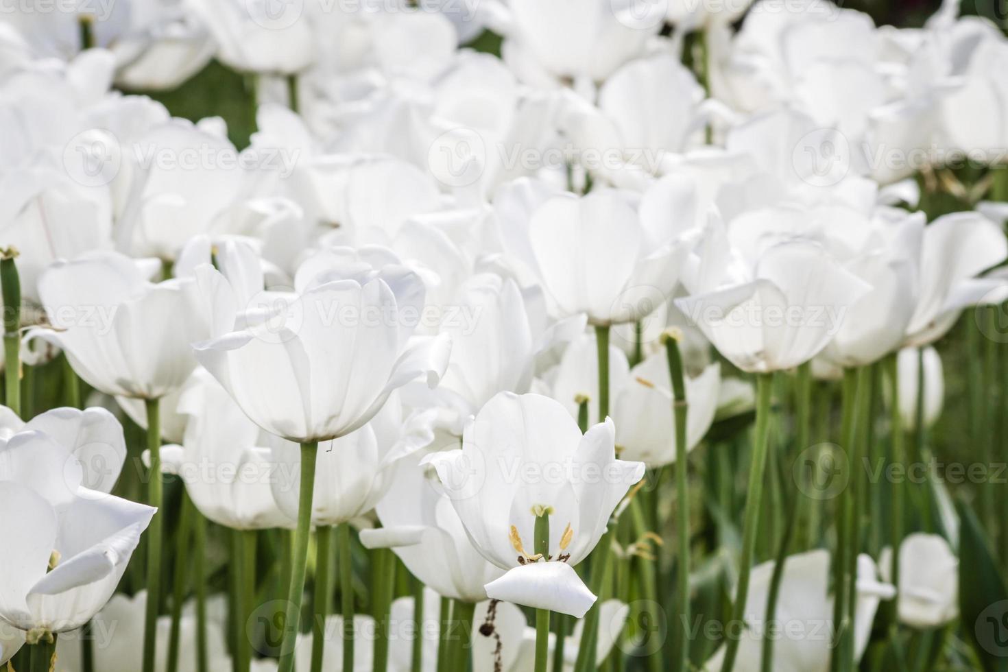 Tulipani bianchi in un giardino verde di Istanbul foto