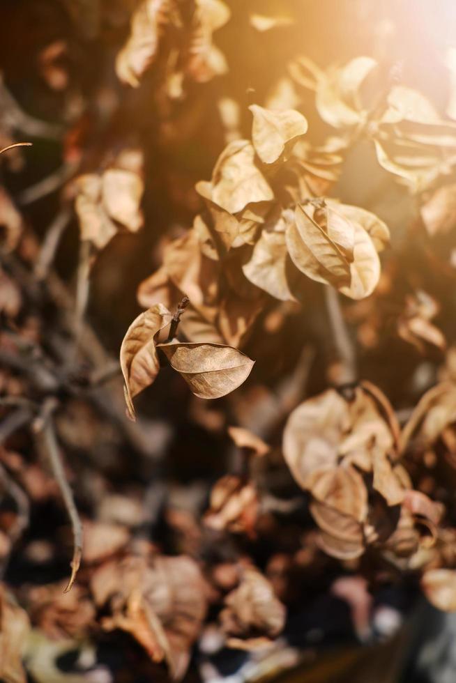 foglia secca sul brunch con luce solare nel parco naturale e nella foresta foto