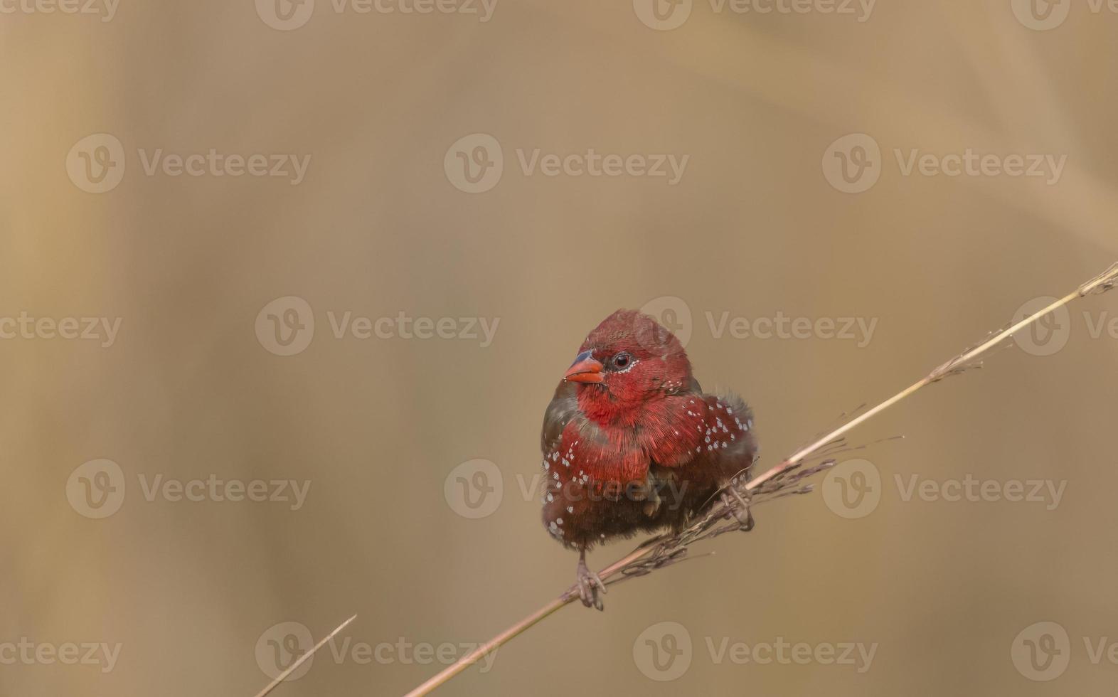 uccello maschio avadavat rosso o amandava amandava che si appollaia su cespugli secchi nella foresta. foto