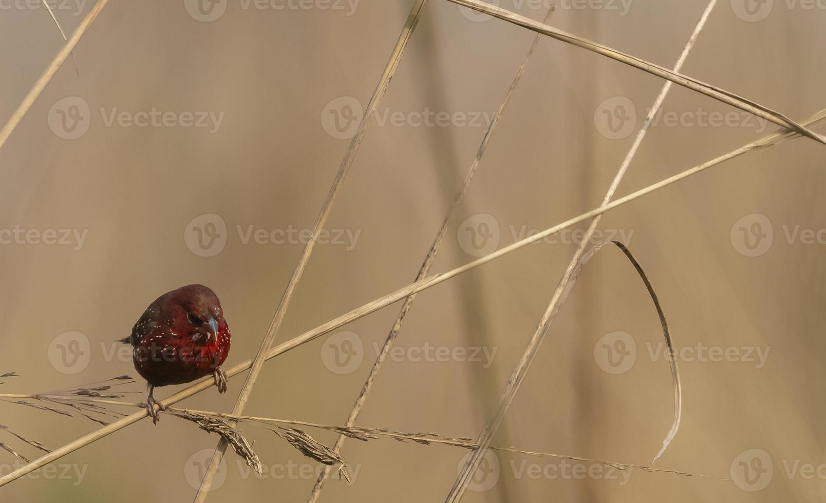 uccello maschio avadavat rosso o amandava amandava che si appollaia su cespugli secchi nella foresta. foto