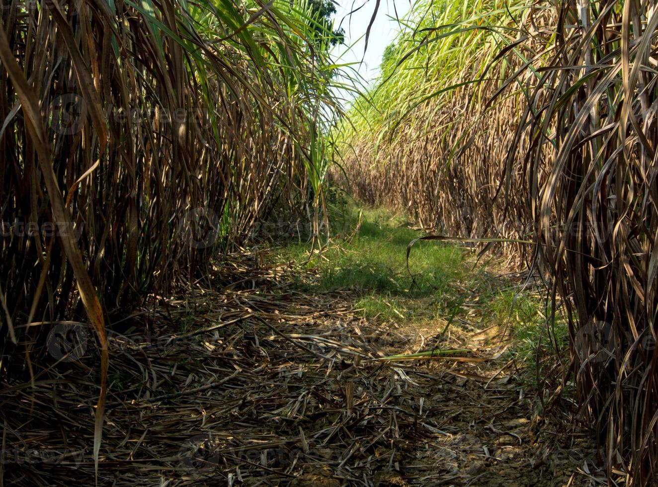 le foglie di canna secche e la canna troppo cresciuta hanno allagato la testa durante la strada sterrata della fattoria della canna da zucchero foto