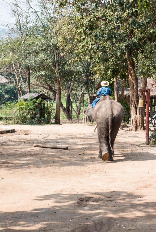 grande elefante con il giovane mahout. foto