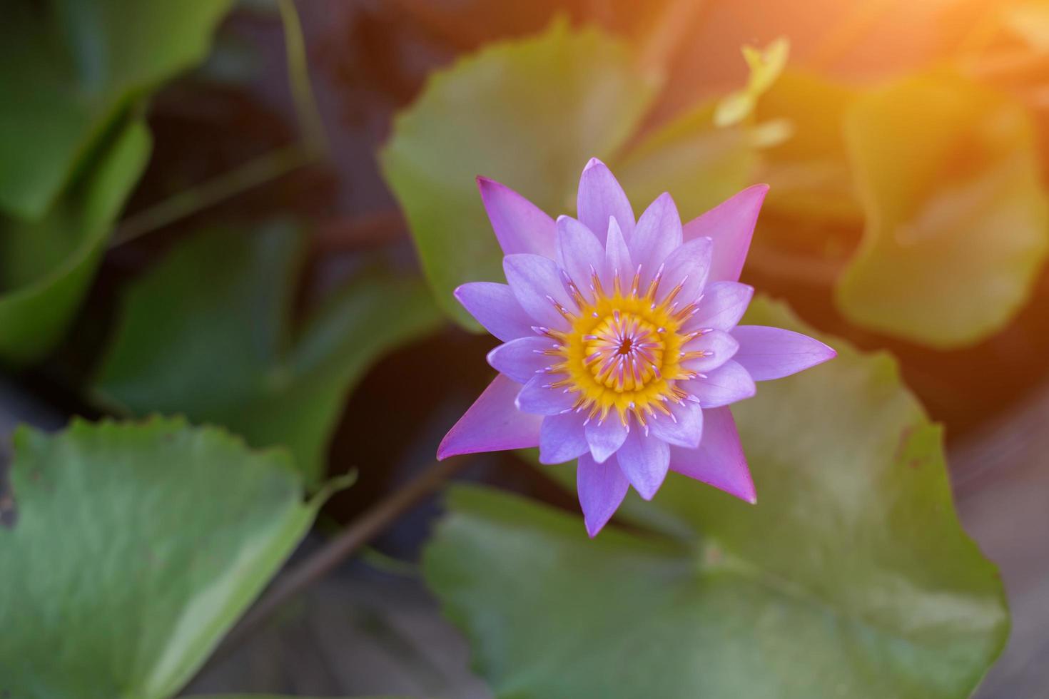 piante di fiori di loto e fiori di loto foto