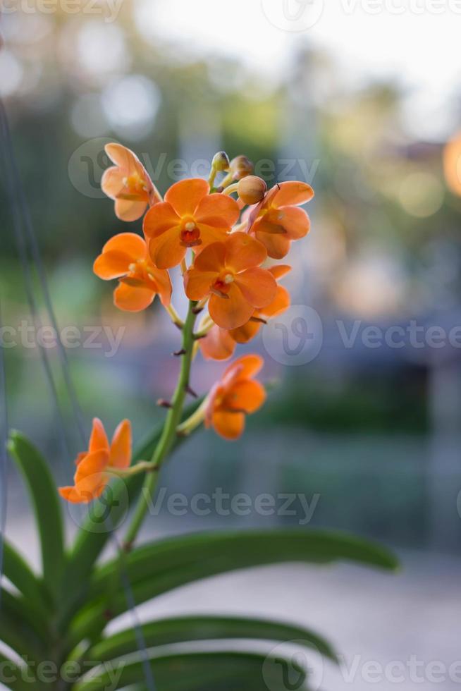 fiori di orchidea bellezza in natura foto