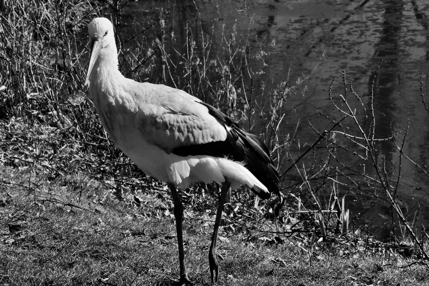 un primo piano di una cicogna bianca foto