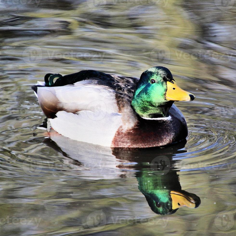 un primo piano di un germano reale foto