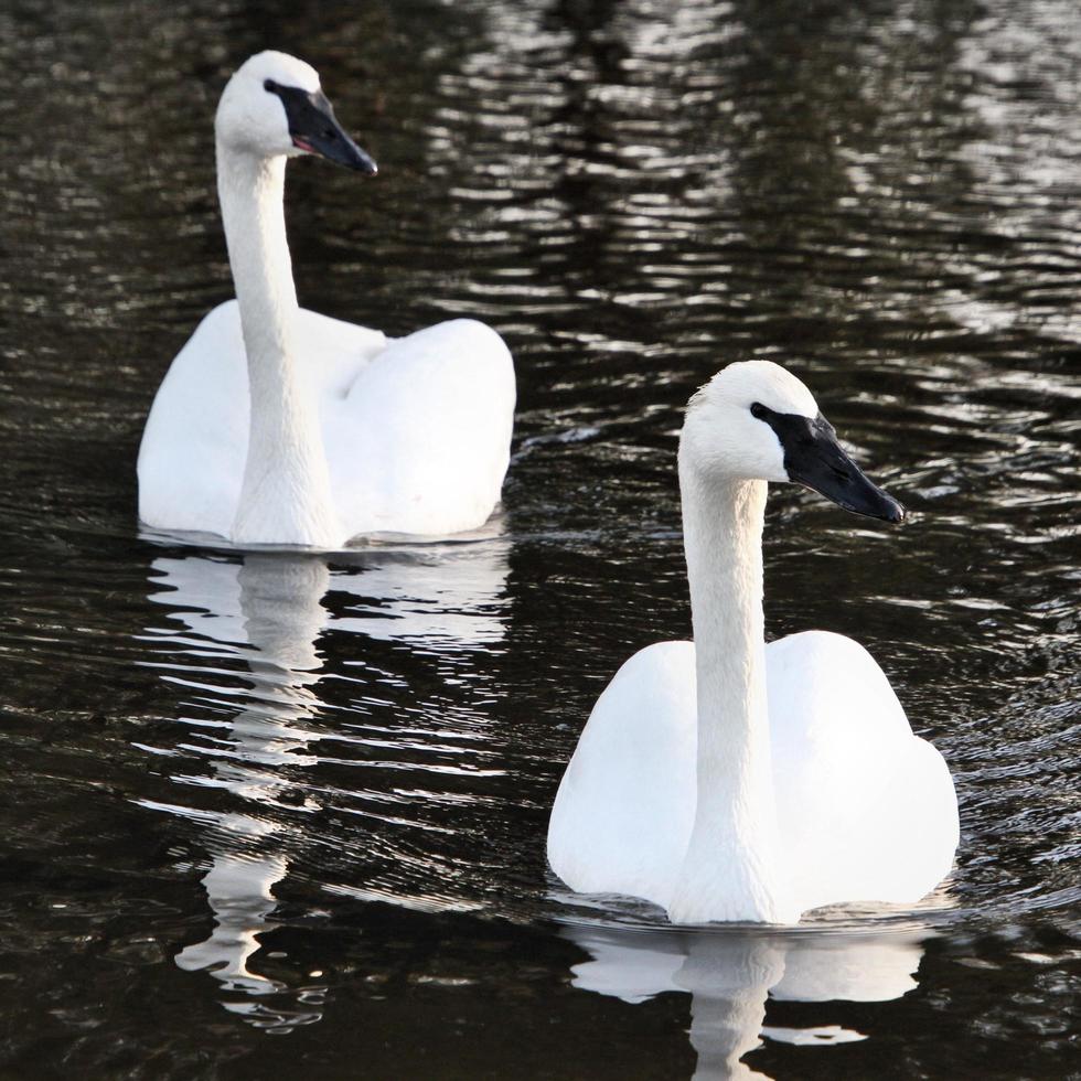 un primo piano di un cigno trombettista sull'acqua foto