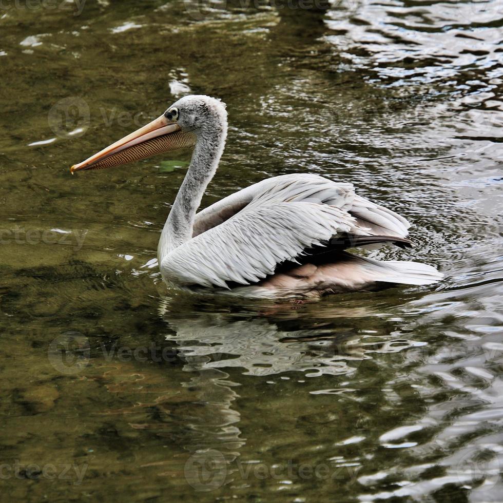 una veduta di un pellicano a londra foto