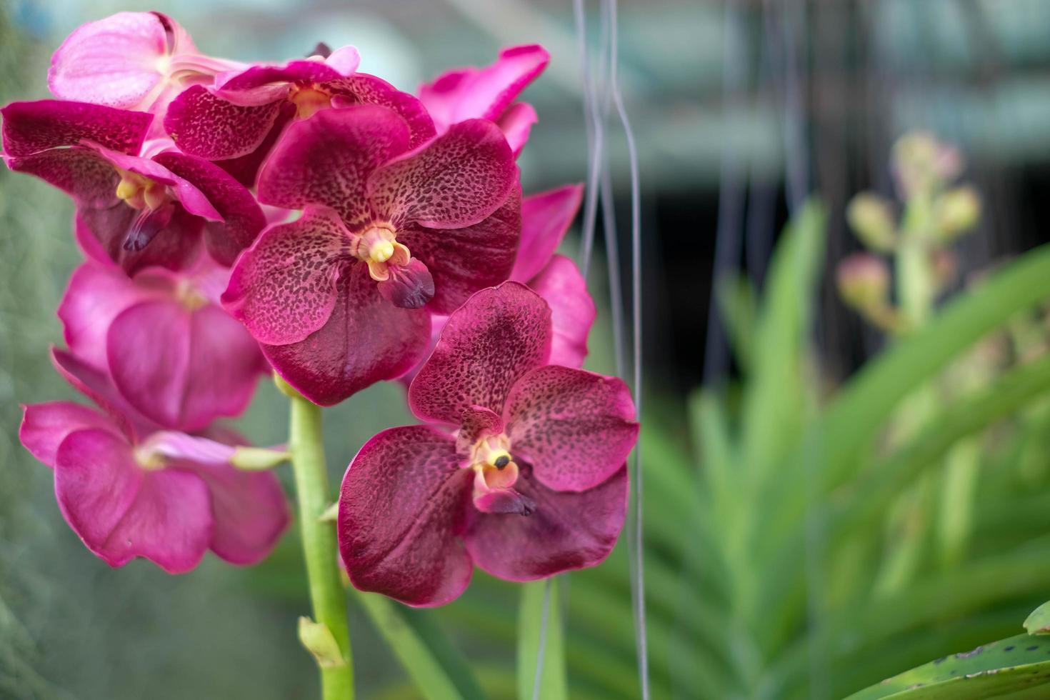bellissimo fiore viola dell'orchidea phalaenopsis nel giardino delle orchidee in inverno. fiore di orchidea per bellezza da cartolina e design agricolo. in piena fioritura in fattoria, su sfondo verde sfocato della natura, foto