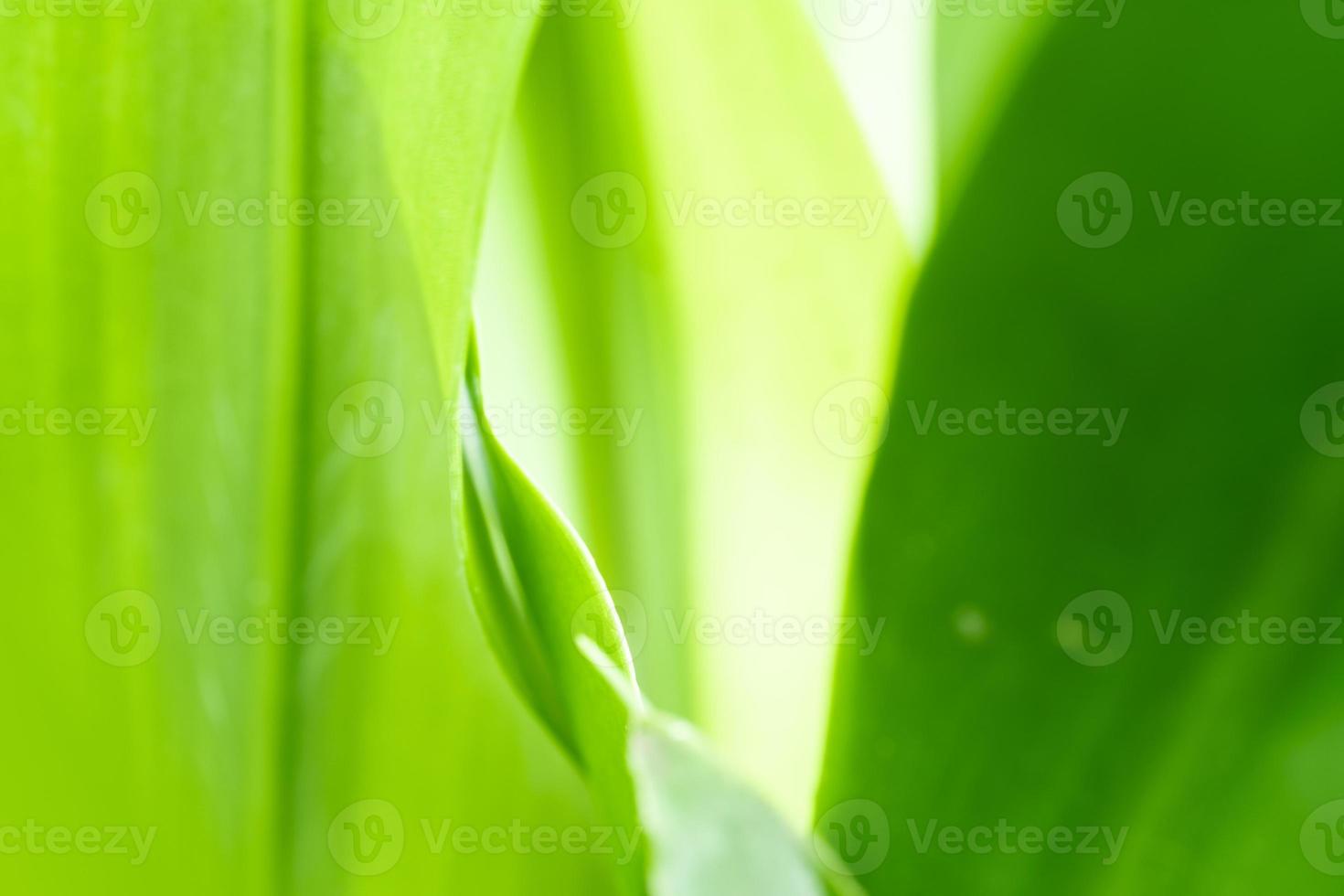 vista della natura di foglia verde su sfondo verde sfocato in giardino con spazio di copia utilizzando come sfondo piante verdi naturali paesaggio, ecologia, carta da parati fresca foto