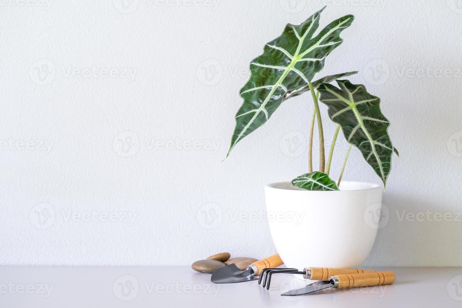 alocasia sanderiana toro o pianta di alocasia su vasi di ceramica bianca con fioriere, torba, pietre, sul piano del tavolo e sullo sfondo bianco della parete. foto