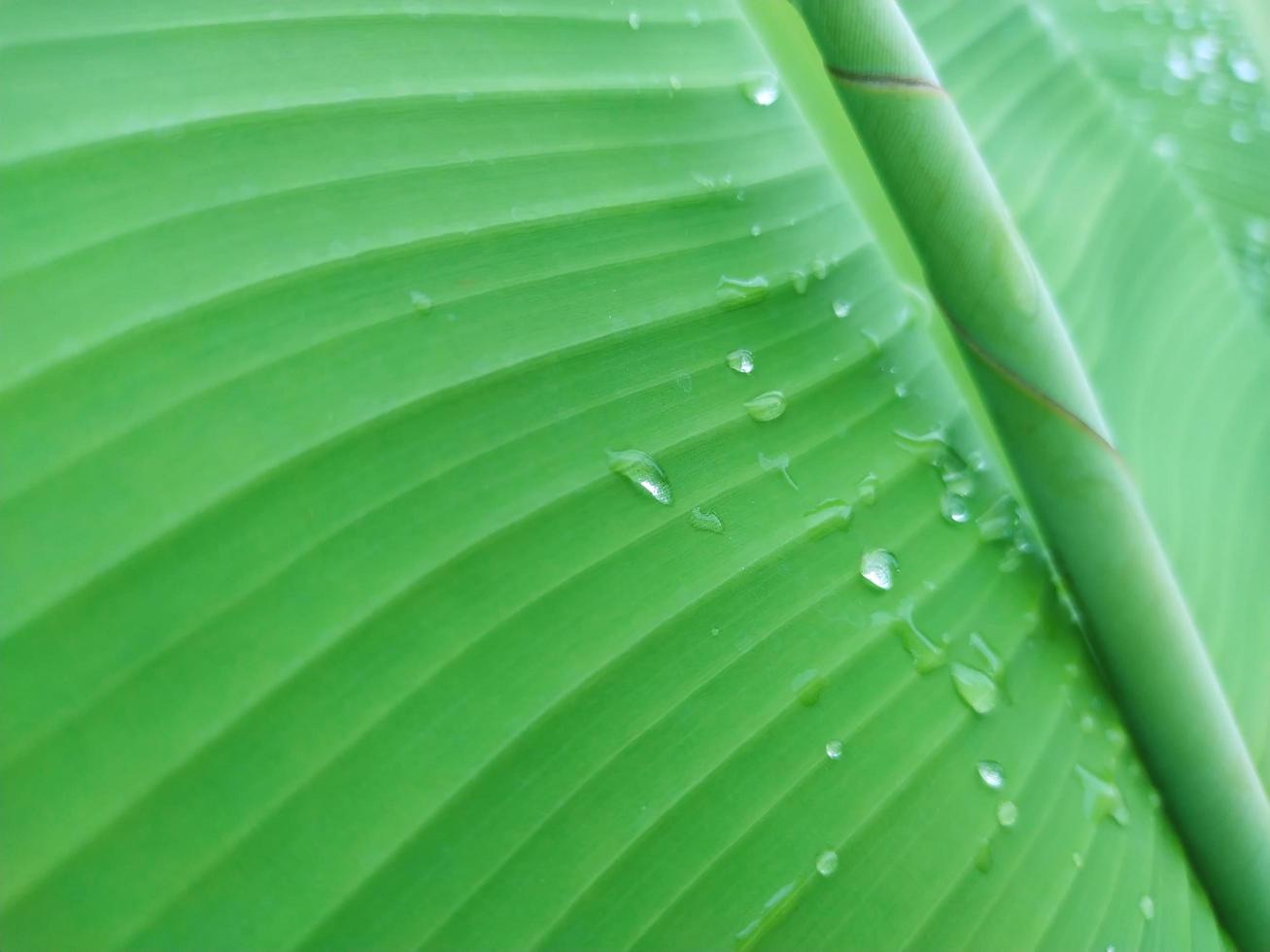 foglie di banana. gocce d'acqua. concentrarsi sulle goccioline d'acqua sulle foglie di banana. foto