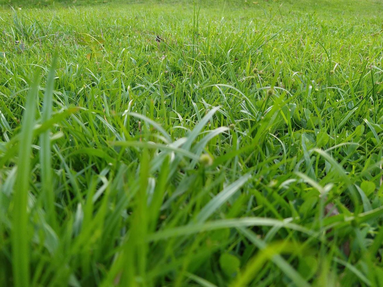 sfondo del modello verde trama di erba. foto