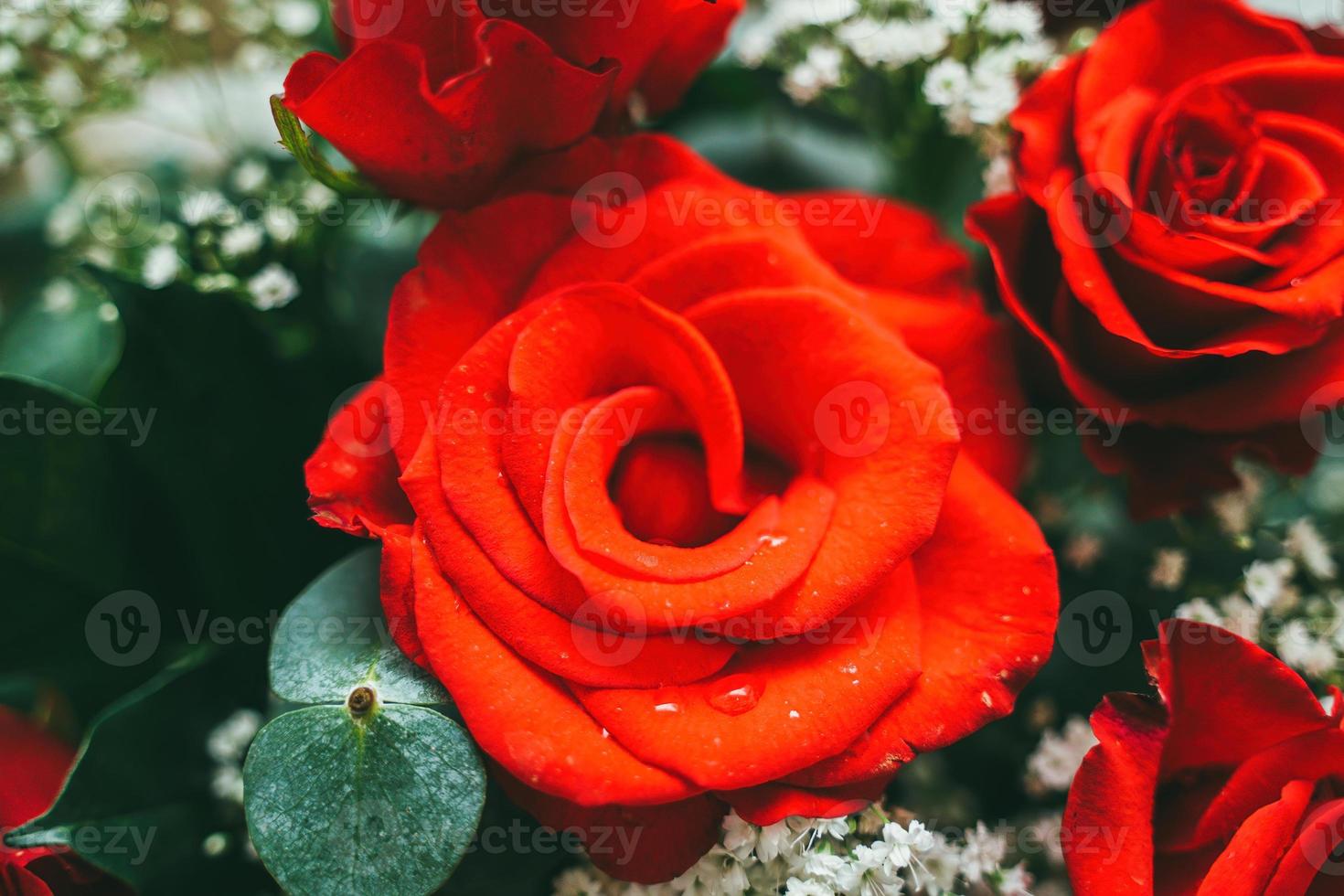 bouquet di rose rosse fresche, sfondo luminoso fiore. primo piano di una rosa rossa con gocce d'acqua. foto