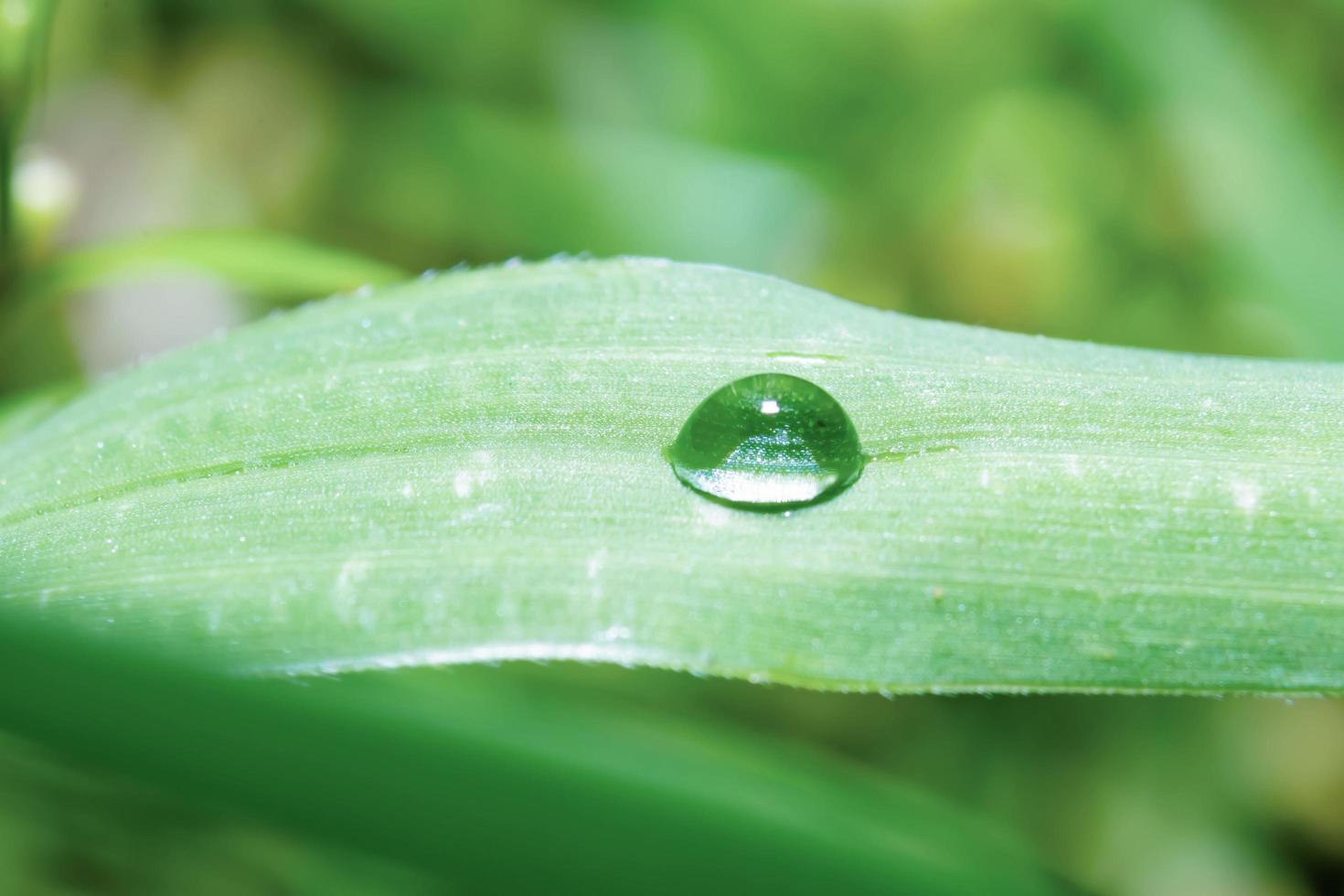 gocce d'acqua sull'erba verde naturalmente, sfondo foto