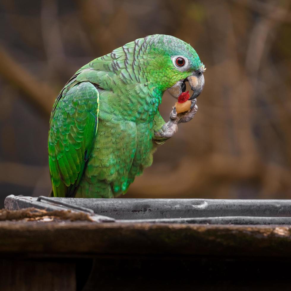 amazzonia farinosa meridionale foto