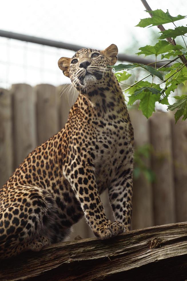 Leopardo dello Sri Lanka foto