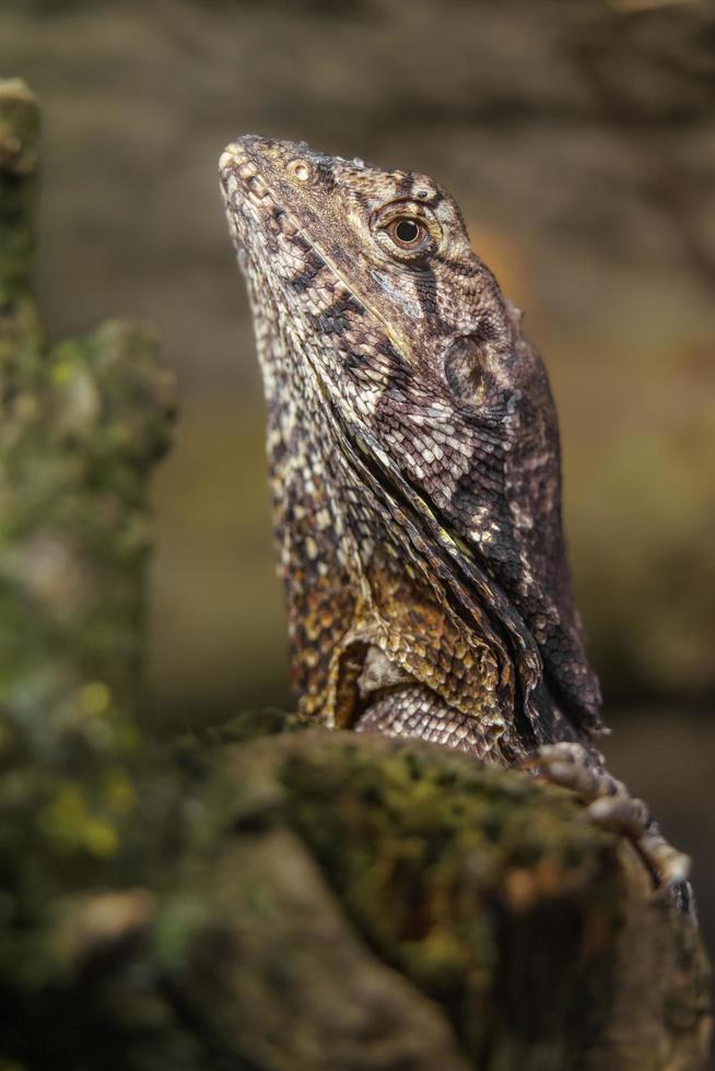 la lucertola dal collo arricciato foto