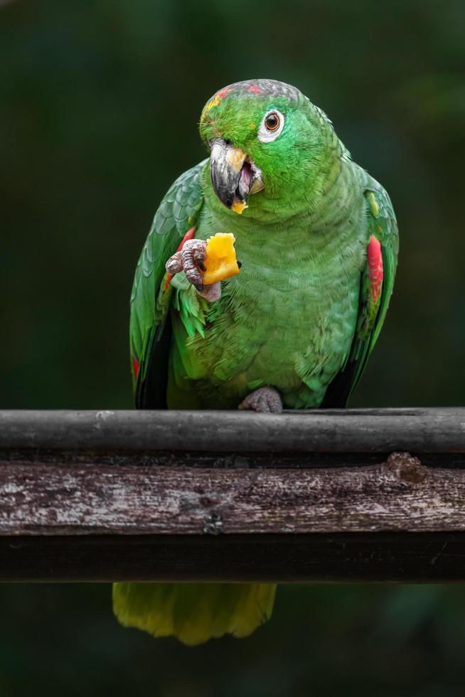 amazzonia farinosa meridionale foto