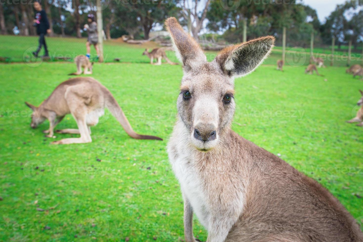 canguro australiano nel parco della fauna selvatica di phillip island in australia. foto