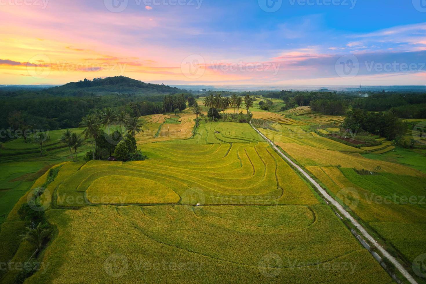 scenario naturale dell'Indonesia con risaie e cieli sereni foto