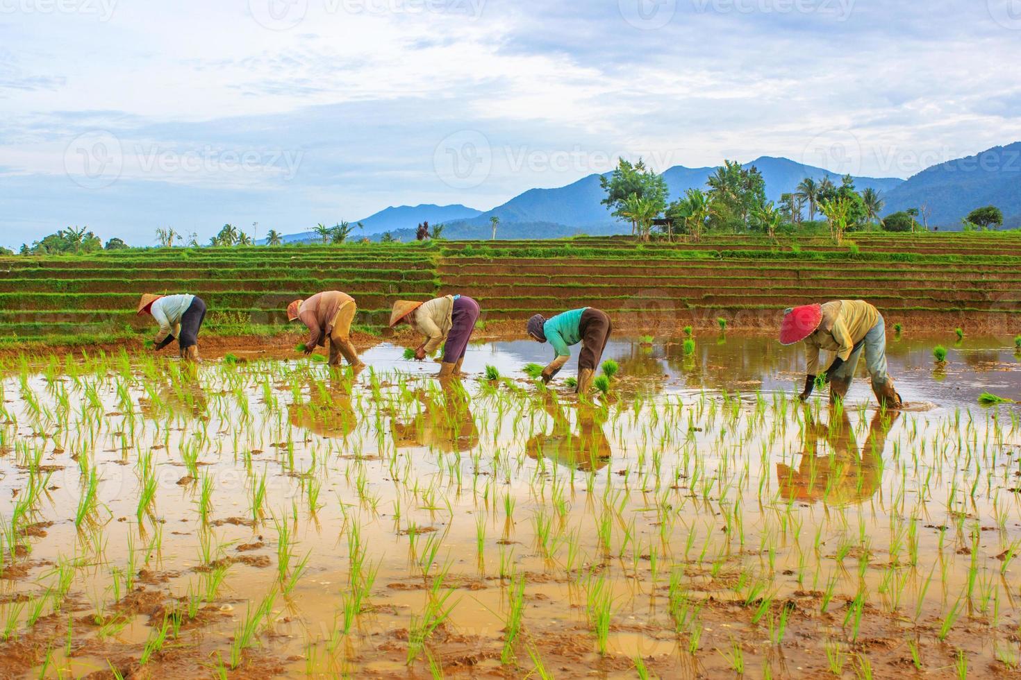vista mattutina di agricoltori che lavorano per piantare riso foto