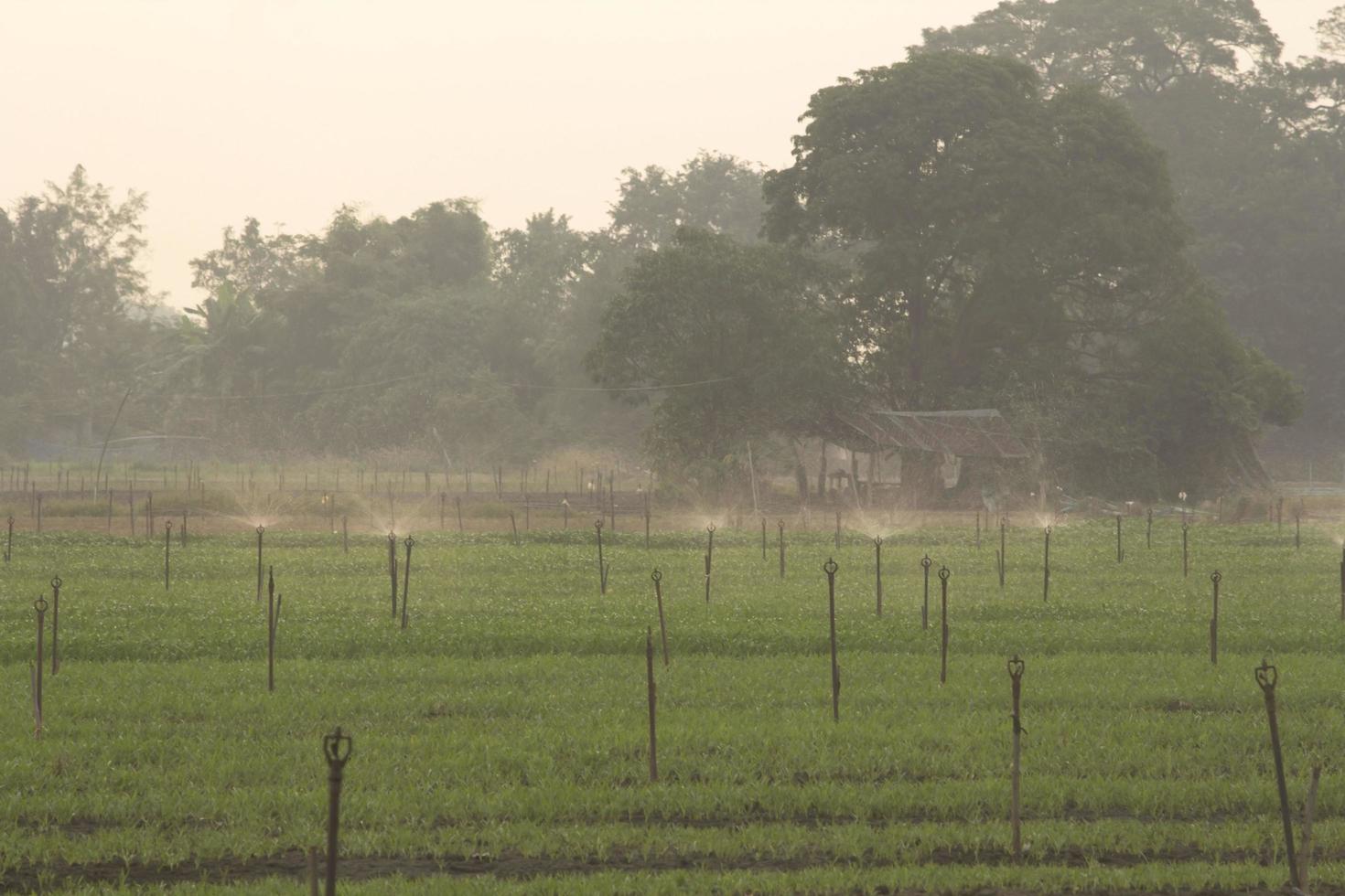 springer per annaffiare la gloria mattutina nella sezione del contadino, ruotare e distribuire l'acqua per mantenere le verdure umide e umide e coltivare piante dalle maree mattutine degli irrigatori. foto