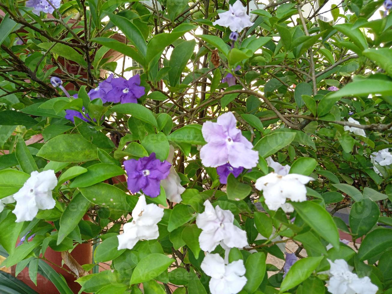 qcosta jasmine flower plant costa jasmine flower plant foto