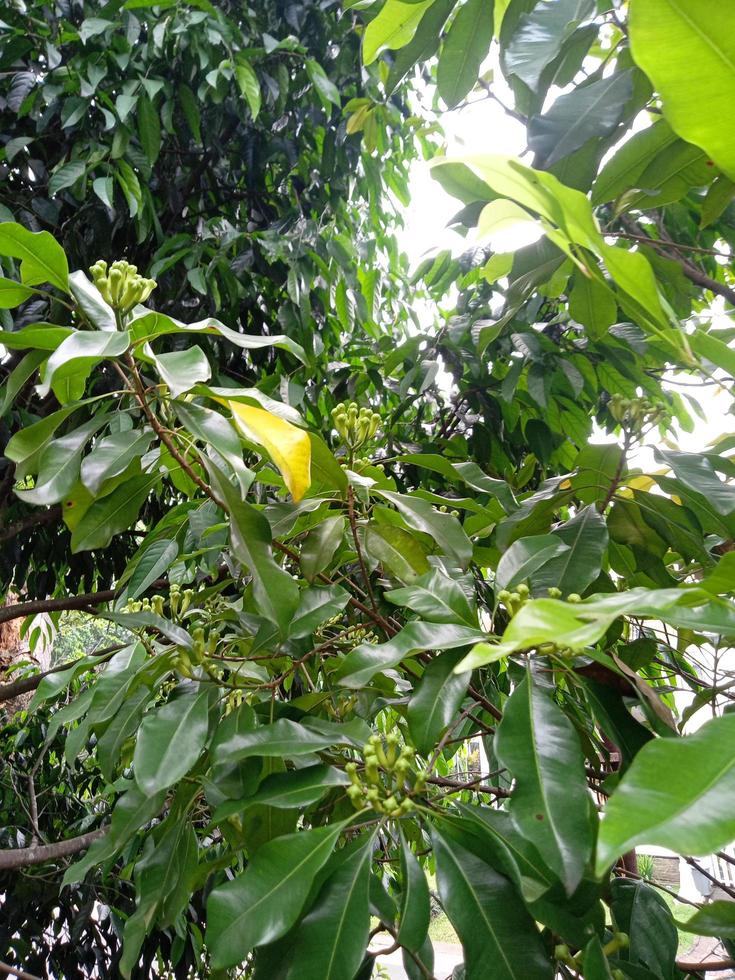 piante ornamentali con fiori di chiodi di garofano foto