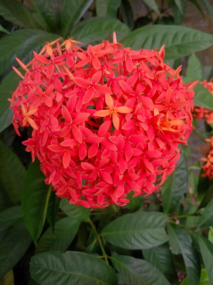 pianta ornamentale di fiori di ashoka rosso foto