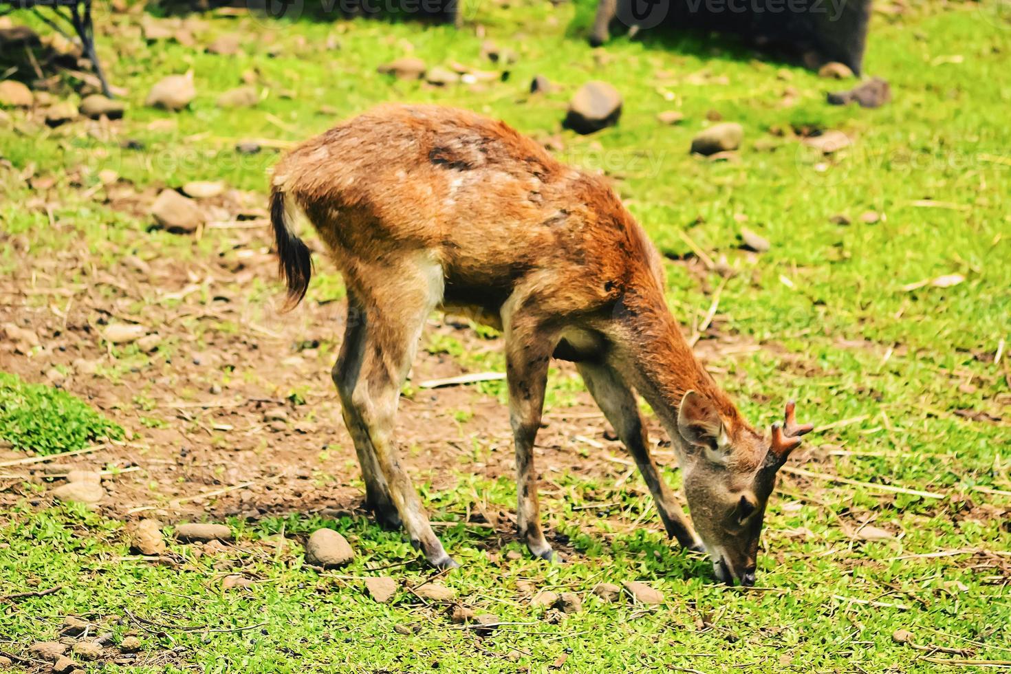 un giovane cervo alla ricerca di cibo in un prato verde foto