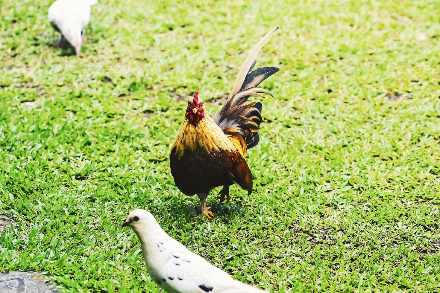 pollo bantam o ayam kate o ayam katai in lingua indonesiana, in cerca di cibo sul campo verde. foto