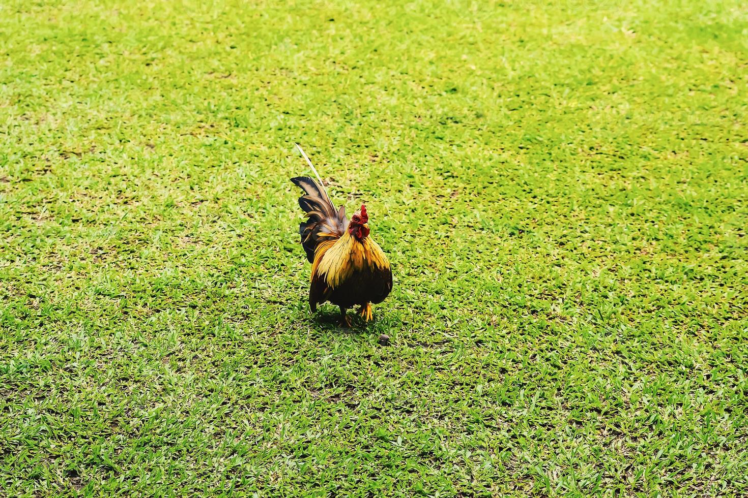 pollo bantam o ayam kate o ayam katai in lingua indonesiana, in cerca di cibo sul campo verde. foto