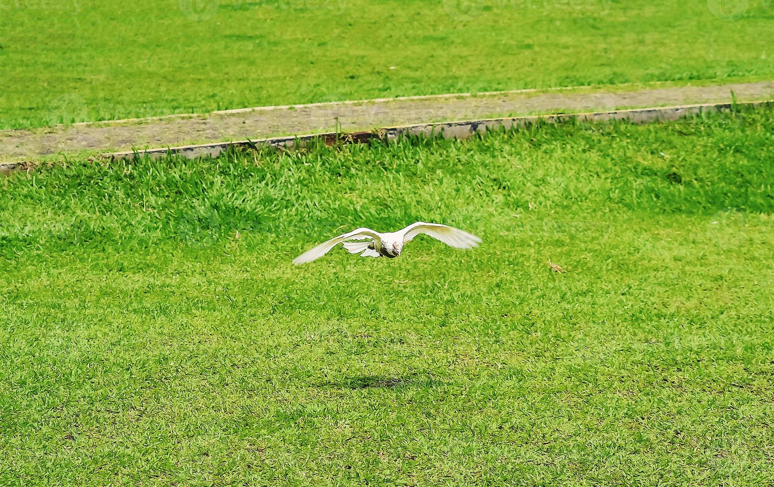una colomba bianca vola planando su un campo verde foto