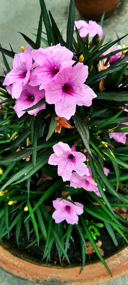 fiore di petunia messicano foto